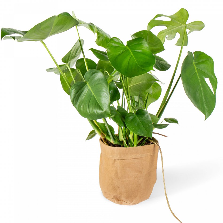 Plant Monstera Delic