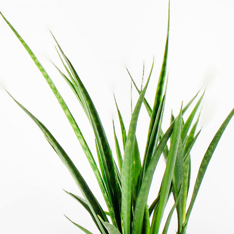 Plant Sansevieria Kirkii